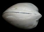 Polished Fossil Clam - Small Size #5283-2